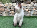 2 AYLIK SİYAM ERKEK YAVRUMUZ (KIVRIK KUYRUK)