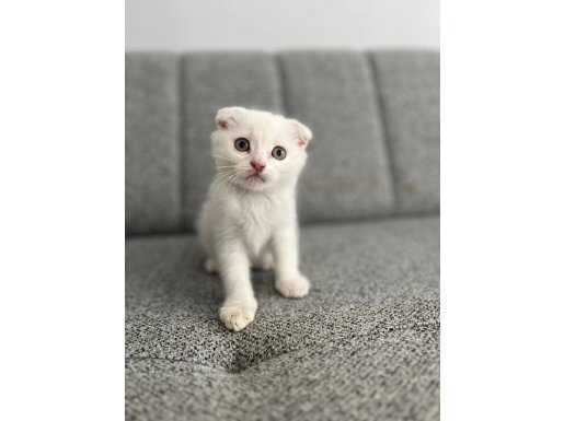 Scottish Fold Yeni yuvalarını bekleyen bebeklerimiz