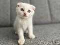 Scottish Fold Yeni yuvalarını bekleyen bebeklerimiz