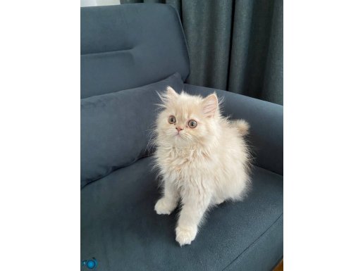 Sarı chincilla