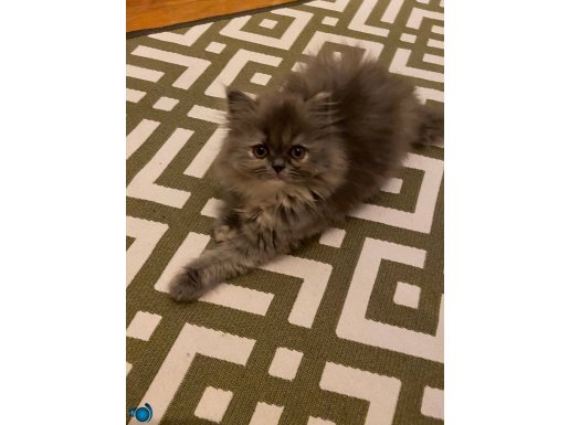 Sarı ve gri Chinchilla yavrular