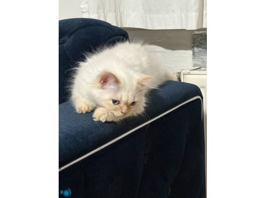 Mavi gözlü güzel kızım yeni yuvasını arıyor (İstanbulda kedi