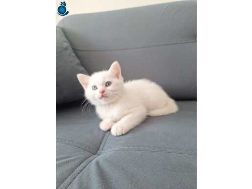 Bristish yavru kediler