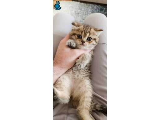 Çok uysal ve cana yakın british shorthair dişi ve erkek