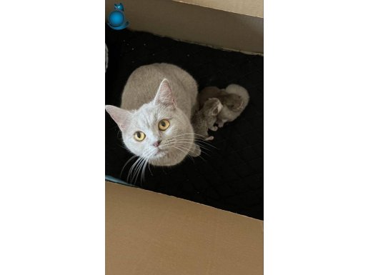 3 yaşında dişi british shorthair kısır değil