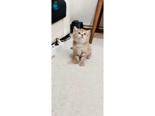 Çok sağlıklı british shorthair yavrular