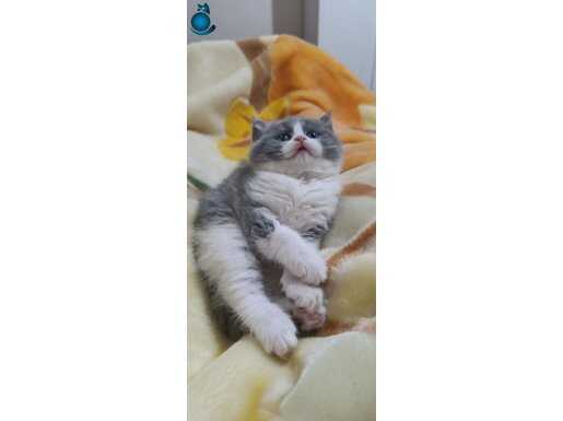 Dişi Ragdoll 2 aylık pamuk gibi