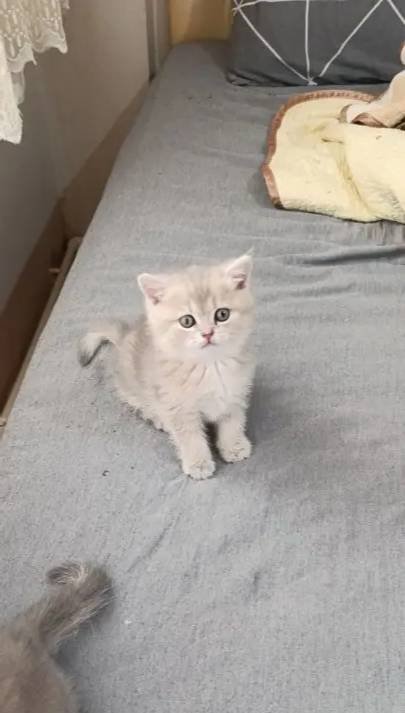 Nadir renkte çok güzel british shorthair erkek yavru 2 aylık