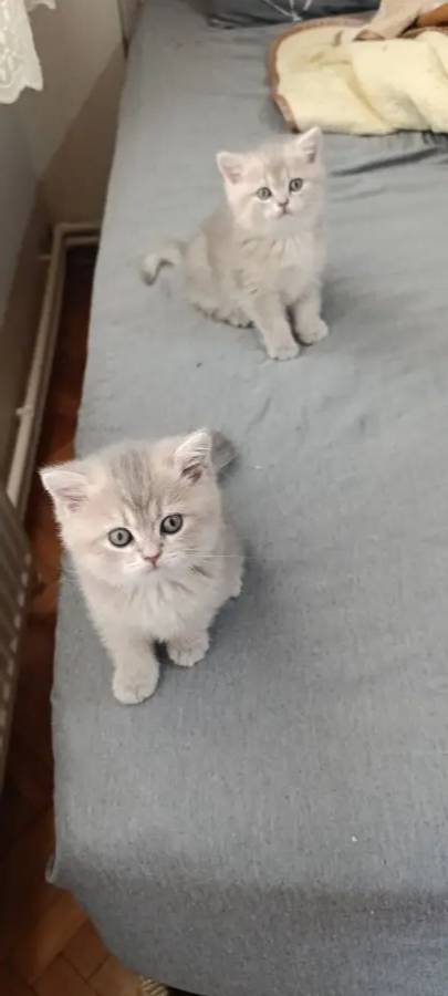 Nadir renkte çok güzel british shorthair erkek yavru 2 aylık