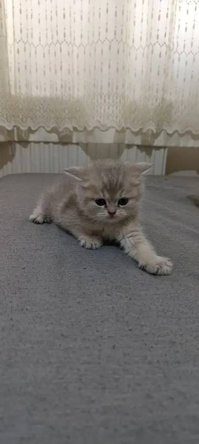 Nadir renkte çok güzel british shorthair erkek yavru 2 aylık