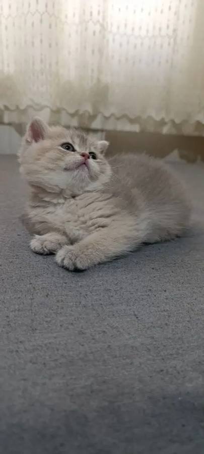 Nadir renkte çok güzel british shorthair erkek yavru 2 aylık