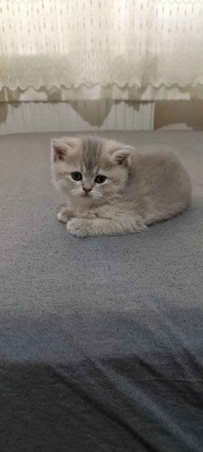 Nadir renkte çok güzel british shorthair erkek yavru 2 aylık