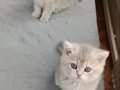 Nadir renkte 2 aylık erkek british shorthair 