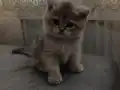 Nadir renkte 2 aylık erkek british shorthair 