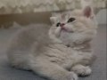 Nadir renkte 2 aylık erkek british shorthair 