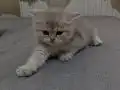 Nadir renkte 2 aylık erkek british shorthair 
