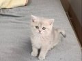 Nadir renkte 2 aylık erkek british shorthair 