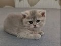 Nadir renkte 2 aylık erkek british shorthair 