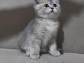 BRİTİSH SİLVER ERKEK YAVRU 2 AYLIK