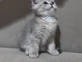 BRİTİSH SİLVER ERKEK YAVRU 2 AYLIK