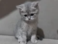 BRİTİSH SİLVER ERKEK YAVRU 2 AYLIK