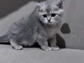 BRİTİSH SİLVER ERKEK YAVRU 2 AYLIK
