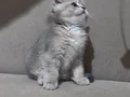 BRİTİSH SİLVER ERKEK YAVRU 2 AYLIK
