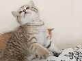 Çok sağlık dişi ve erkek British shorthair 
