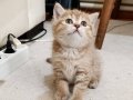 Çok sağlıklı british shorthair yavrular