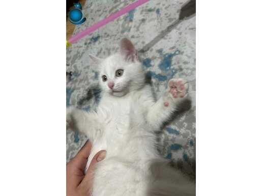 3 aylık yavru beyaz Ankara kedisi