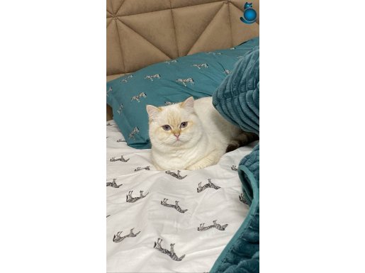 Yetişkin damızlık erkek by12 33
