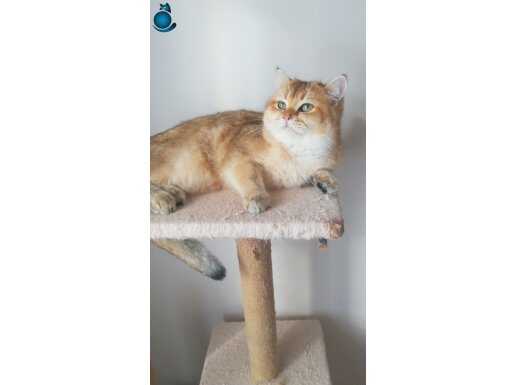 Ücretsiz 3 yasında cana yakın britsh