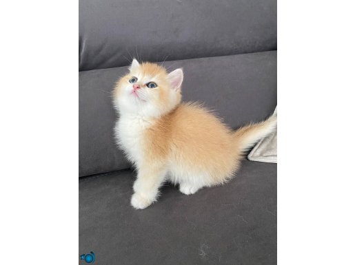 FİYATLARI DÜŞÜRDÜM SAFKAN BRİTSH GOLDEN SARI