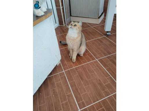 Orijinal safkan british 