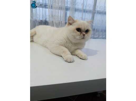 ORİJİNAL SAFKAN BRİTSH ÜRETİCİLER ARAYABİLİR SECERELİ