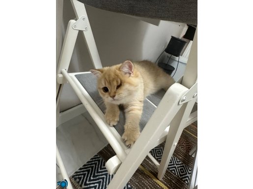 Ücretsiz 2 buçuk aylık yavru orjinal britsh