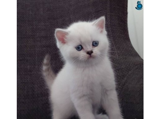 Safkan British Shorthair Yavrularımız 