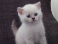 Safkan British Shorthair  Yavrularımız 