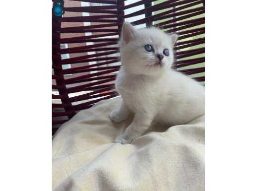 British shorhair erkek kedi