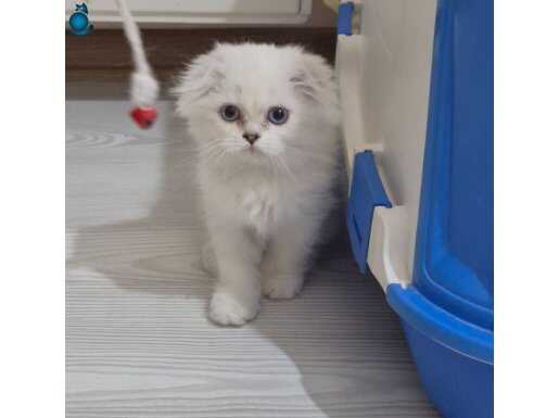 British longhair 