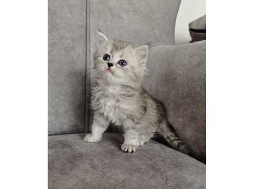 Ankara Çankaya Teslim Bol Tüylü British Longhair Yavrusu