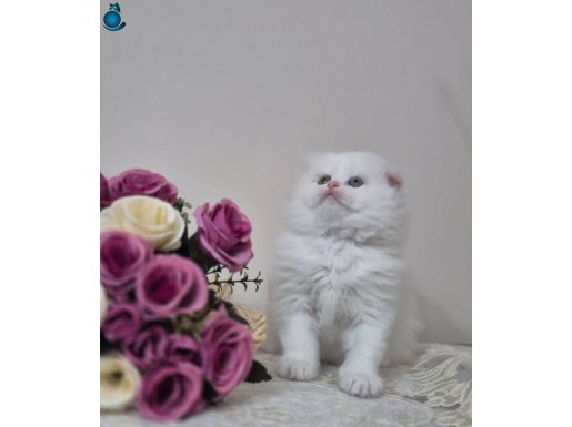 Schotich fold bayram şekeri 