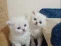 British Shorthair Yavrular