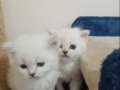 British Shorthair Yavrular
