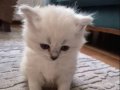 British Shorthair Yavrular