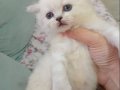 British Shorthair Yavrular