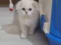 British longhair 