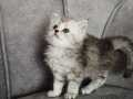 Ankara Çankaya Teslim Bol Tüylü British Longhair Yavrusu