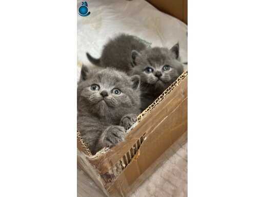 British Shorthair Bebekler