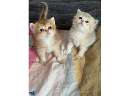 Golden (Ay11) Safkan British Shorthair Bebekler 